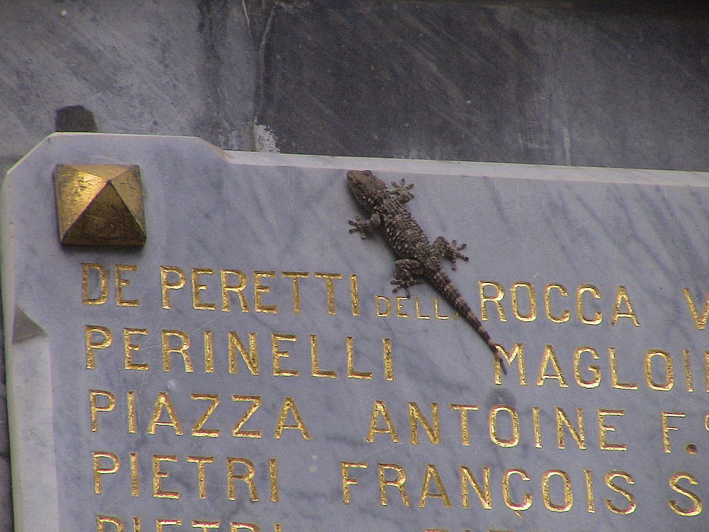 Gecko.JPG