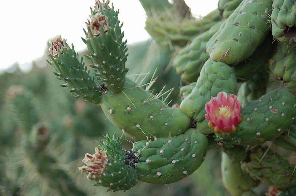 Kaktusblüten 1.JPG