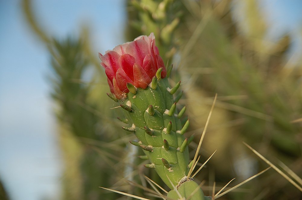 Kaktusblüten 2.JPG
