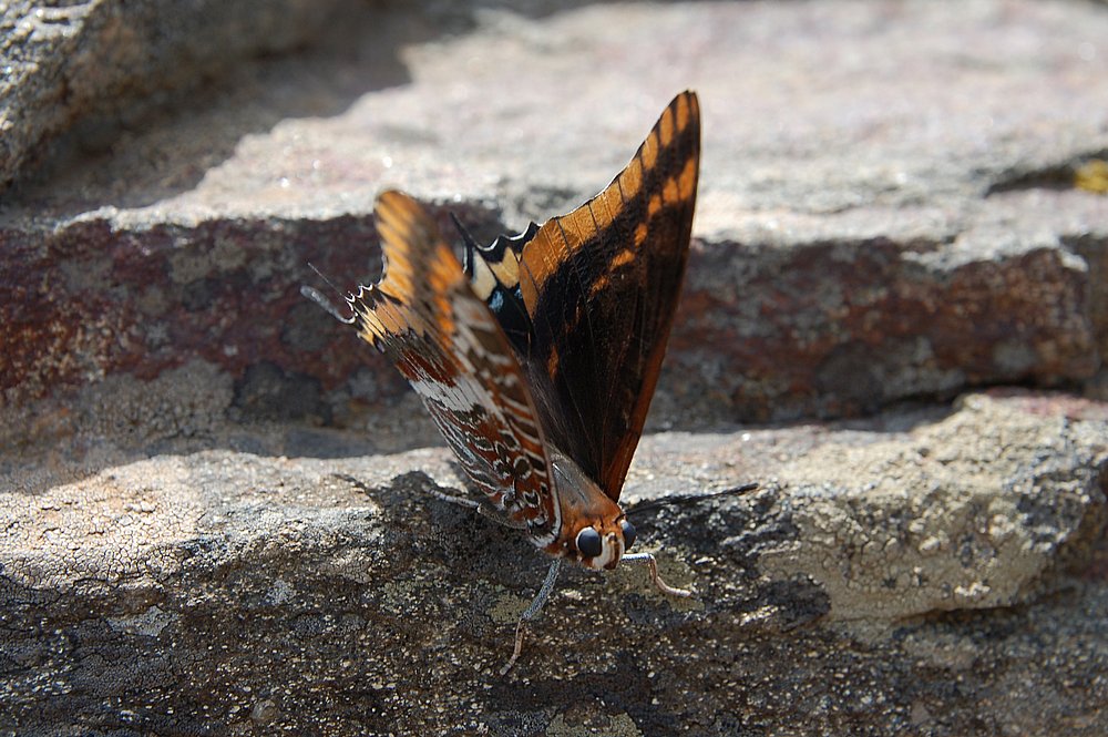 Schmetterling.JPG