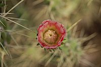 Kaktusblüten 3.JPG