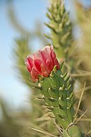 Kaktusblüten 4.JPG