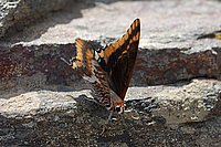 Schmetterling.JPG